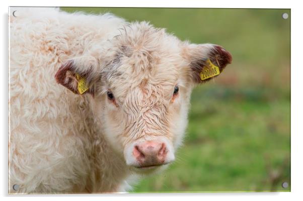 Welsh White calf Acrylic by Sorcha Lewis