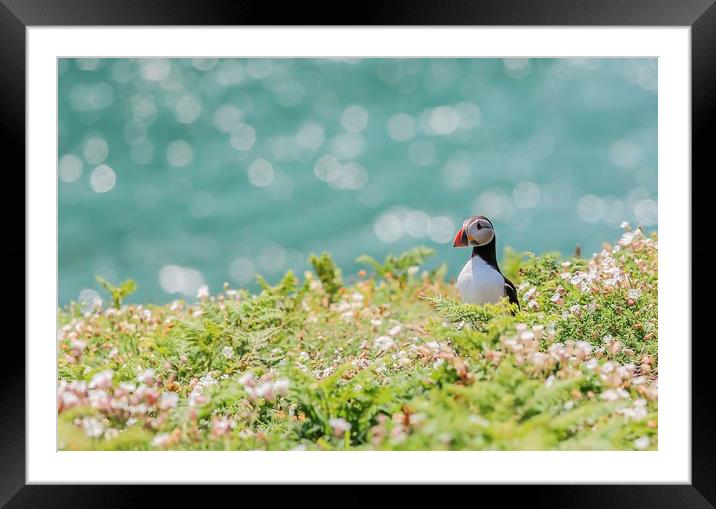 Puffin around Framed Mounted Print by Sorcha Lewis