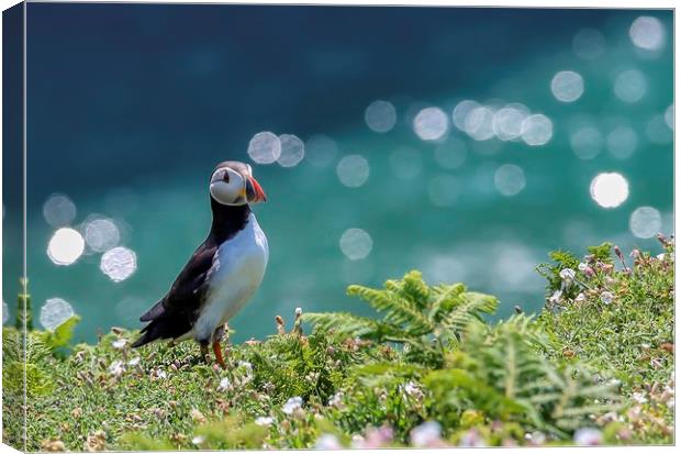 Puffin in white Campion, Skomer Canvas Print by Sorcha Lewis