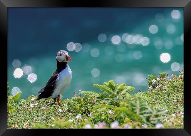 Puffin in white Campion, Skomer Framed Print by Sorcha Lewis