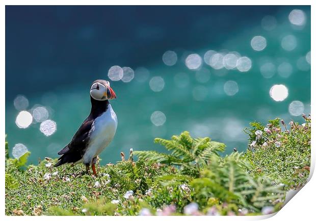 Puffin in white Campion, Skomer Print by Sorcha Lewis