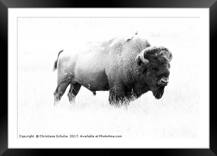 Bison - Monochrome  Framed Mounted Print by Christiane Schulze