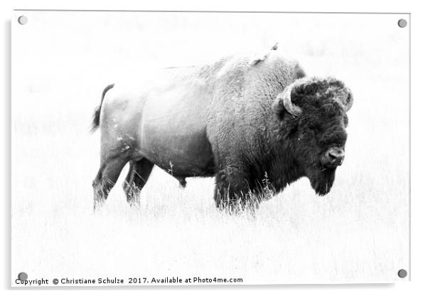 Bison - Monochrome  Acrylic by Christiane Schulze