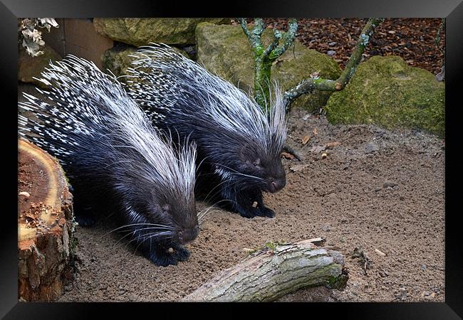 Porcupines Framed Print by Donna Collett