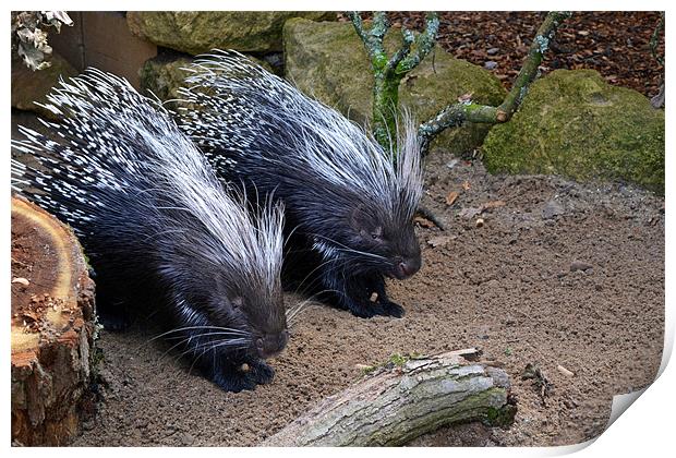 Porcupines Print by Donna Collett