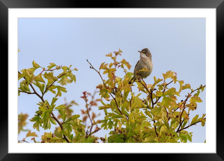 Whitethroat (Sylvia communis)  Framed Mounted Print by chris smith