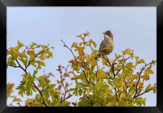 Whitethroat (Sylvia communis)  Framed Print by chris smith