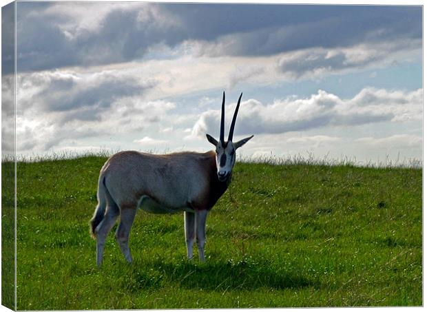 Scimitar Horned Oryx Canvas Print by Donna Collett