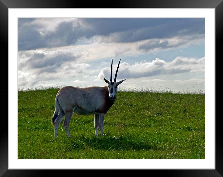 Scimitar Horned Oryx Framed Mounted Print by Donna Collett