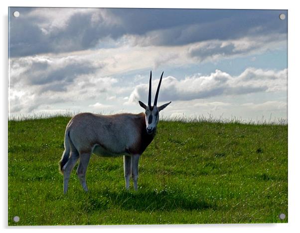 Scimitar Horned Oryx Acrylic by Donna Collett