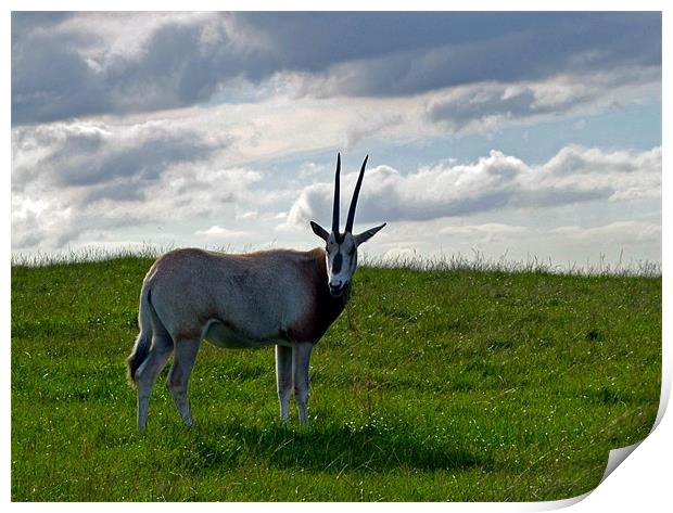 Scimitar Horned Oryx Print by Donna Collett