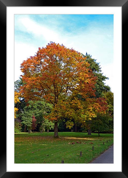 Autumn Colours Framed Mounted Print by Donna Collett