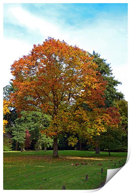 Autumn Colours Print by Donna Collett
