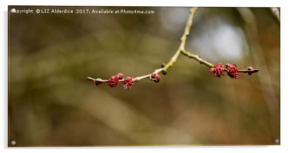 Spring Buds Acrylic by LIZ Alderdice