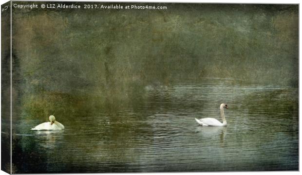 Two Swans on Strichen Pond Canvas Print by LIZ Alderdice