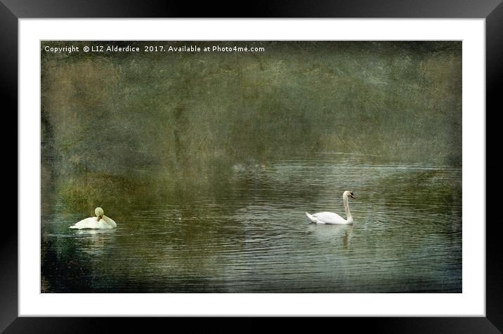 Two Swans on Strichen Pond Framed Mounted Print by LIZ Alderdice