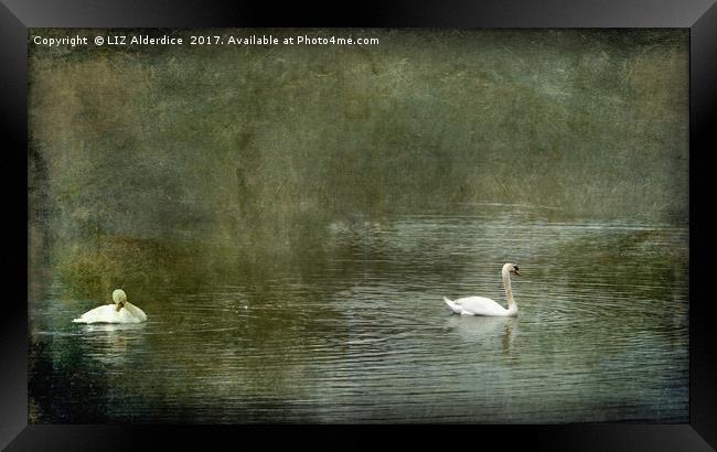 Two Swans on Strichen Pond Framed Print by LIZ Alderdice