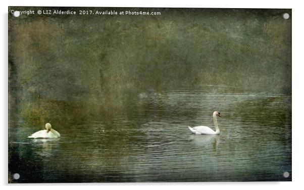 Two Swans on Strichen Pond Acrylic by LIZ Alderdice