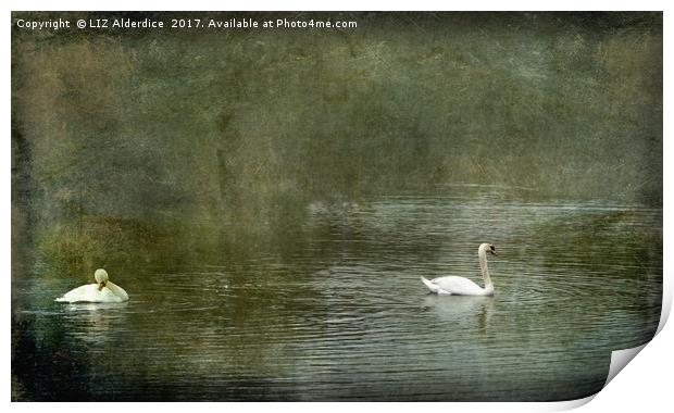 Two Swans on Strichen Pond Print by LIZ Alderdice