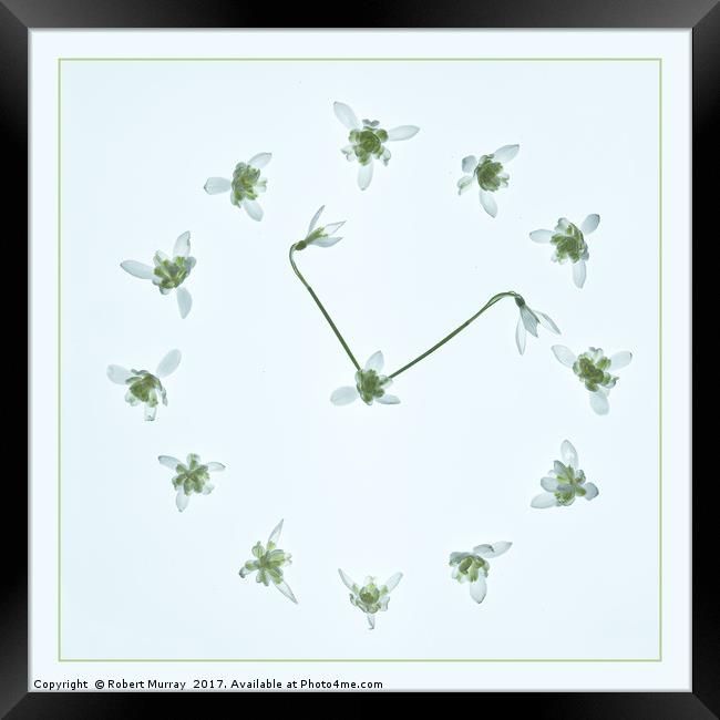 Snowdrop Time Framed Print by Robert Murray