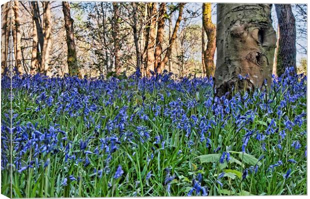 Bluebell Wood Canvas Print by Valerie Paterson