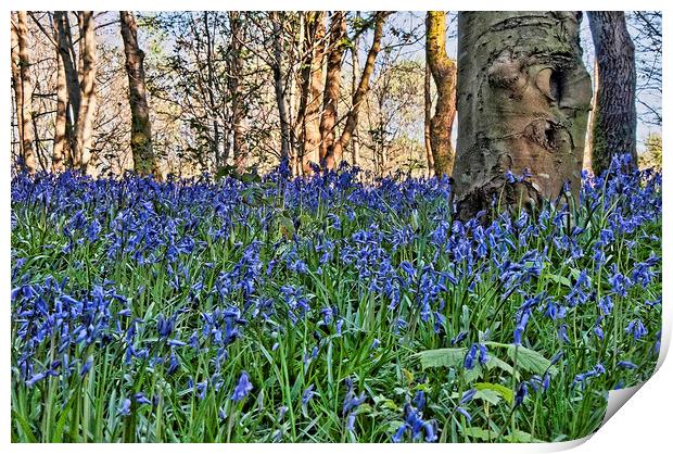 Bluebell Wood Print by Valerie Paterson
