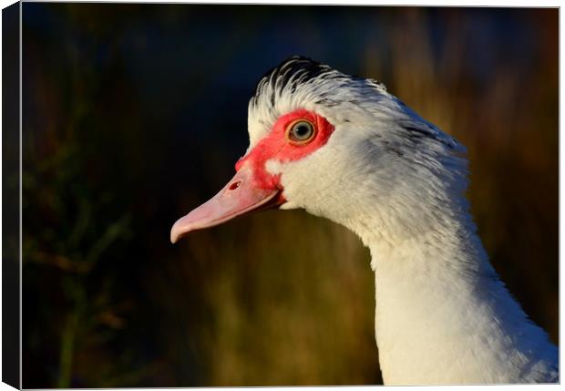 Muscovy Duck Canvas Print by Macrae Images