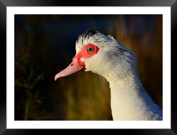 Muscovy Duck Framed Mounted Print by Macrae Images