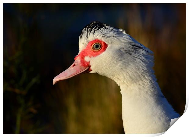 Muscovy Duck Print by Macrae Images