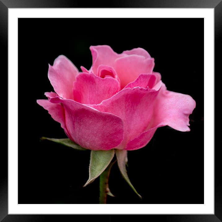 Pink Rose Framed Mounted Print by Svetlana Korneliuk