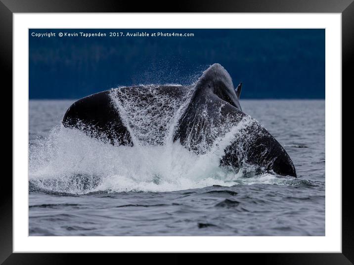 Whale Tail Framed Mounted Print by Kevin Tappenden