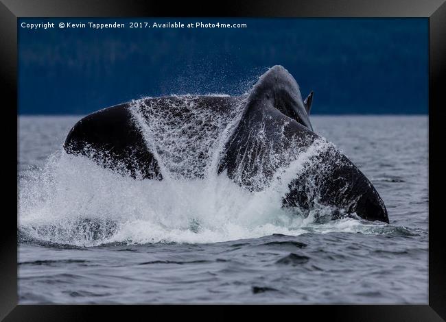 Whale Tail Framed Print by Kevin Tappenden