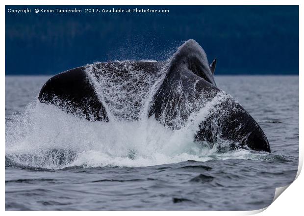 Whale Tail Print by Kevin Tappenden