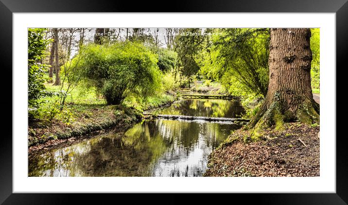 Green Reflections  Framed Mounted Print by Sandi-Cockayne ADPS