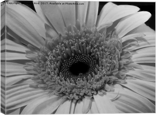 The Gerbera. Canvas Print by Angela Aird