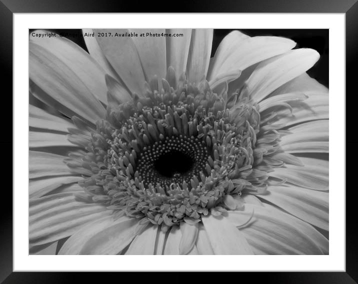 The Gerbera. Framed Mounted Print by Angela Aird