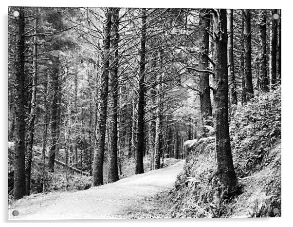 Winter Woods Acrylic by Amira-Jolie Ryan