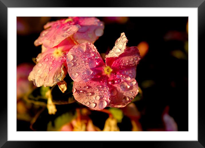 Raindrops on flowers Framed Mounted Print by Viraj Nagar