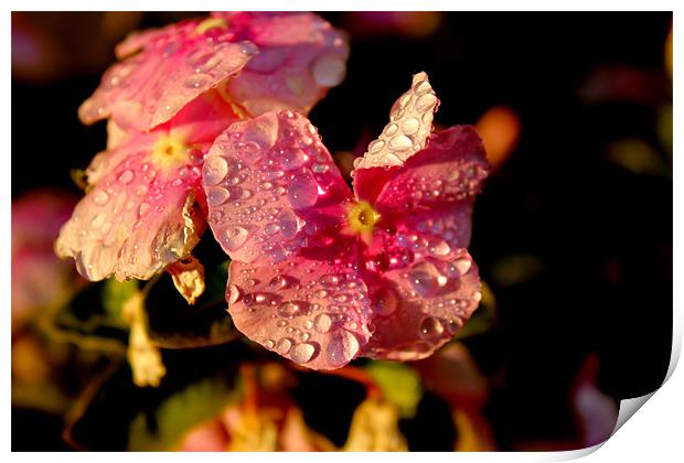 Raindrops on flowers Print by Viraj Nagar