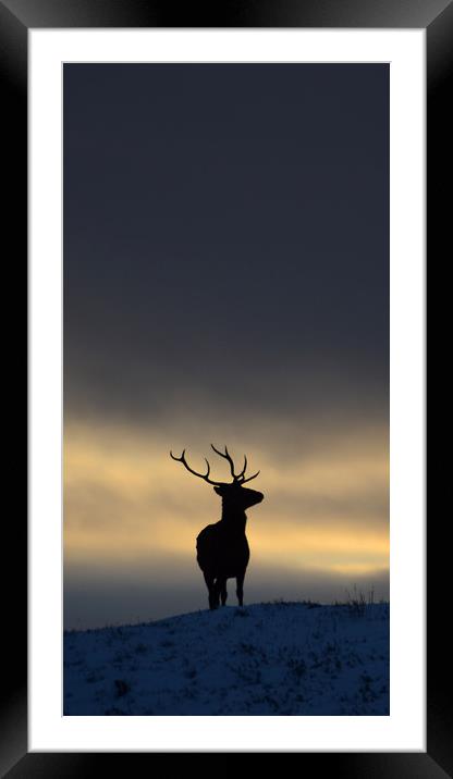 Stag Silhouette  Framed Mounted Print by Macrae Images