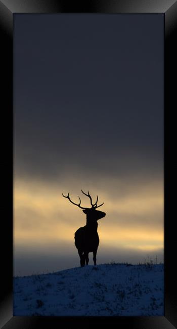 Stag Silhouette  Framed Print by Macrae Images