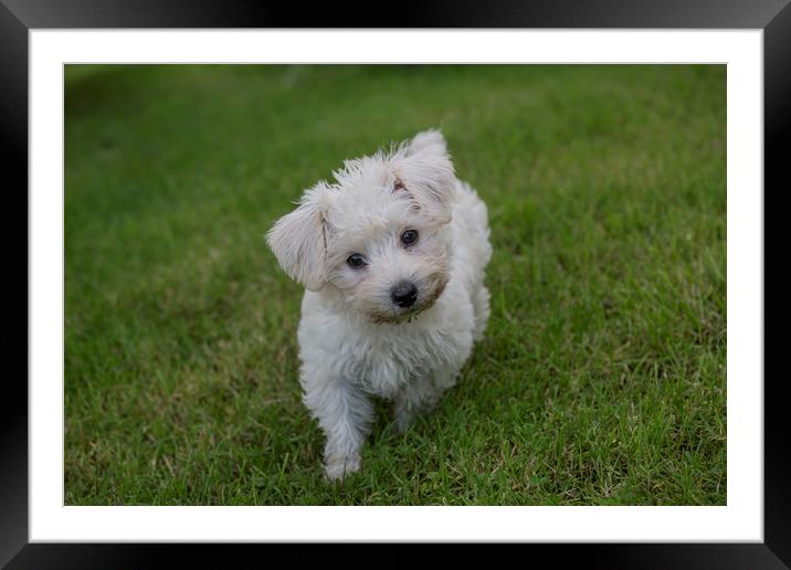 White Bichon Frise Pup - Luna Framed Mounted Print by Sorcha Lewis