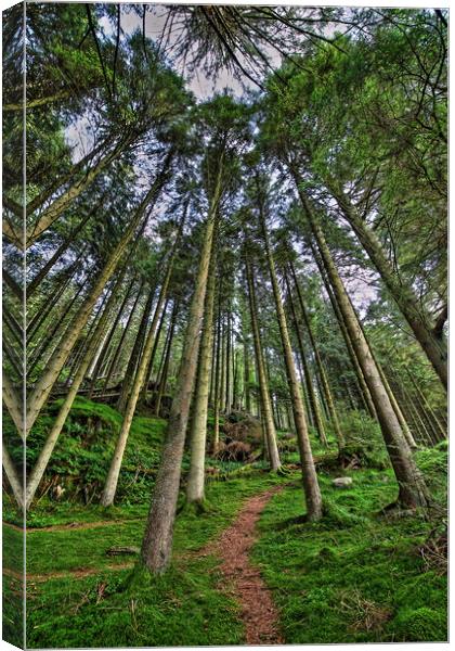 Through the Trees Canvas Print by Sorcha Lewis