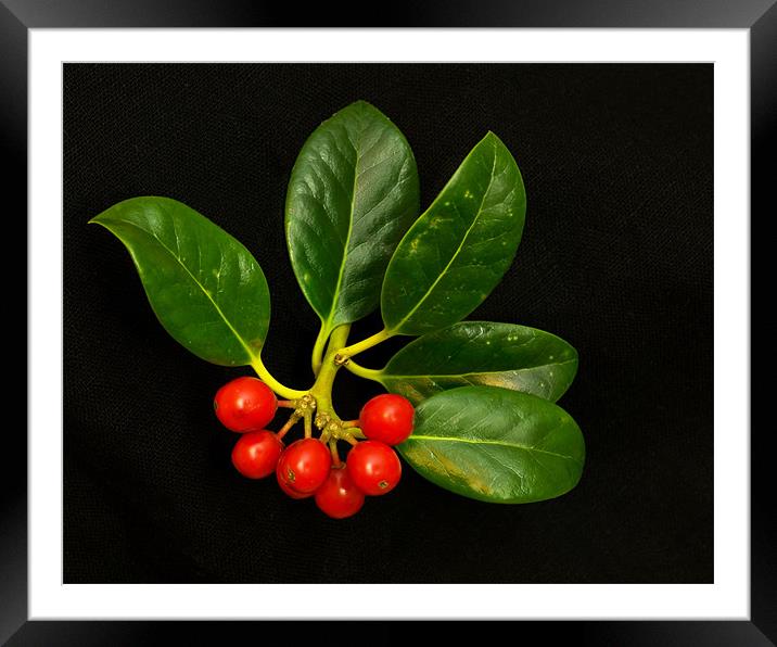 Sprig of Holly Framed Mounted Print by Pete Hemington