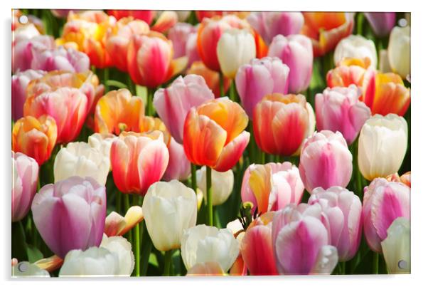 Dutch flowers Acrylic by Hamperium Photography