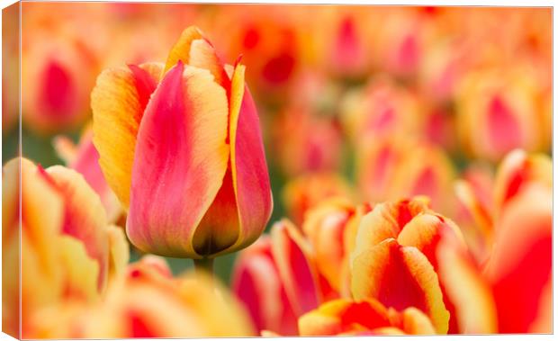 Dutch tulip Canvas Print by Hamperium Photography