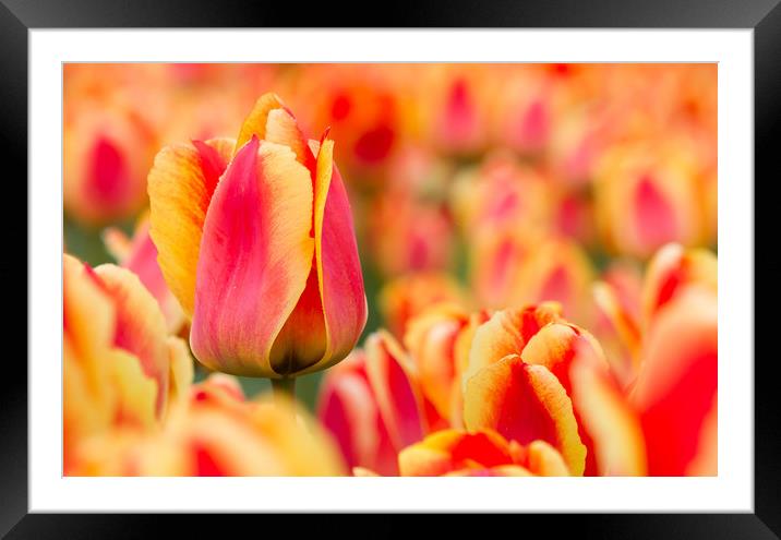 Dutch tulip Framed Mounted Print by Hamperium Photography