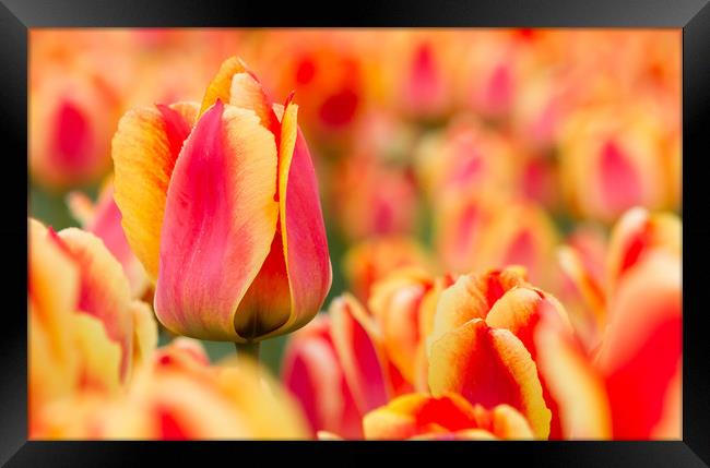 Dutch tulip Framed Print by Hamperium Photography