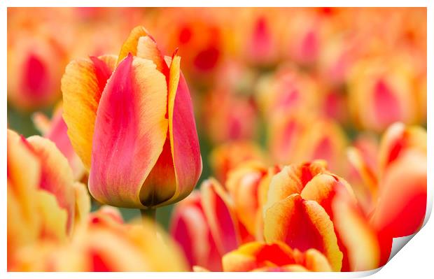 Dutch tulip Print by Hamperium Photography