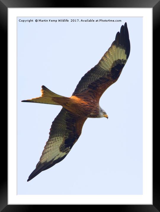 Red Kite 1 Framed Mounted Print by Martin Kemp Wildlife